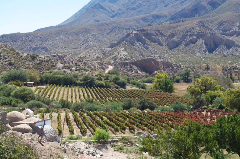 Your Friends Will Think You Spent a Fortune on These Wines