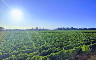 Mountain Wineries of Chile