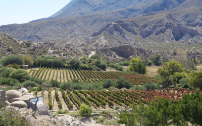 Tasting three wines from your Argentine collection with Julien Miquel