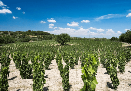 AlbarelloVines