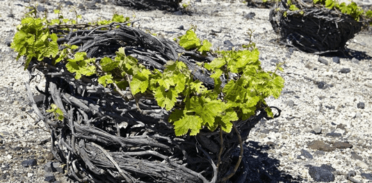 VinesSantorini