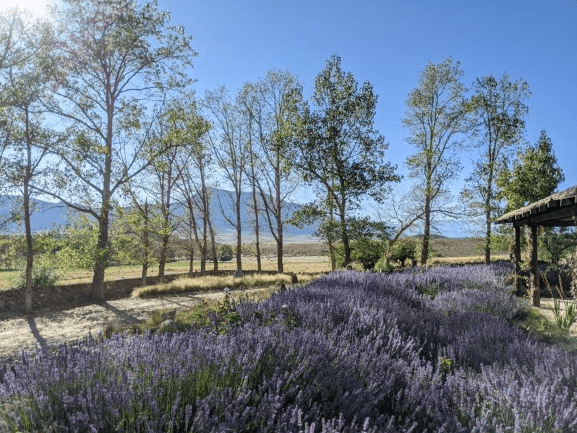 GualfinLavender