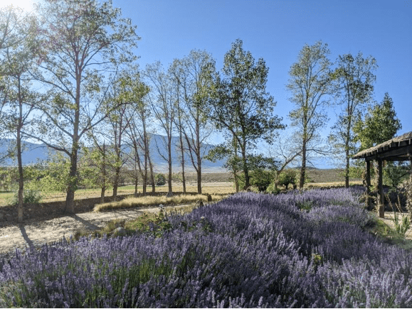 LavenderGualfin