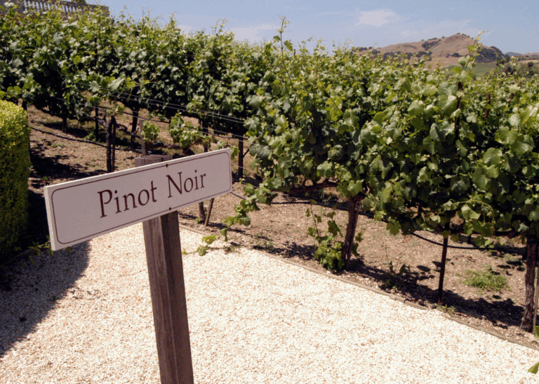 Carneros Pinot Noir and the Cool Edge of Napa