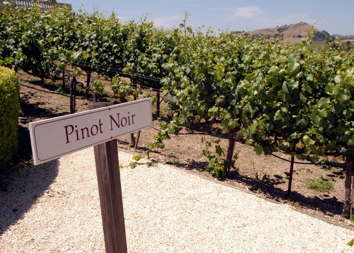 Carneros Pinot Noir and the Cool Edge of Napa