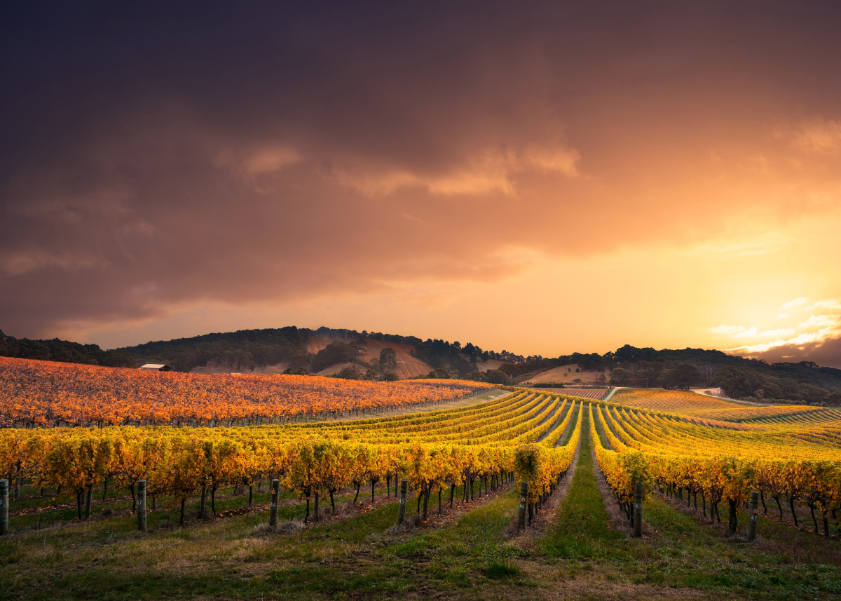 Organic vs Natural Wine