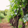 Hidden Vineyards Collection