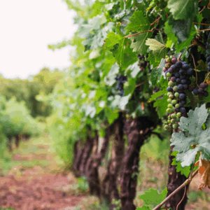 Hidden Vineyards Collection