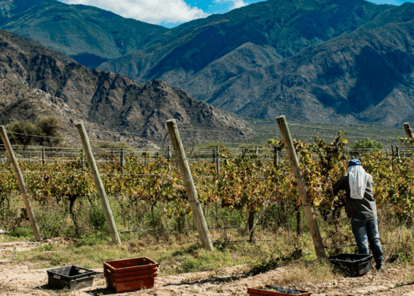 The Wine Explorer's Club - Spain - Oct/Nov 2025