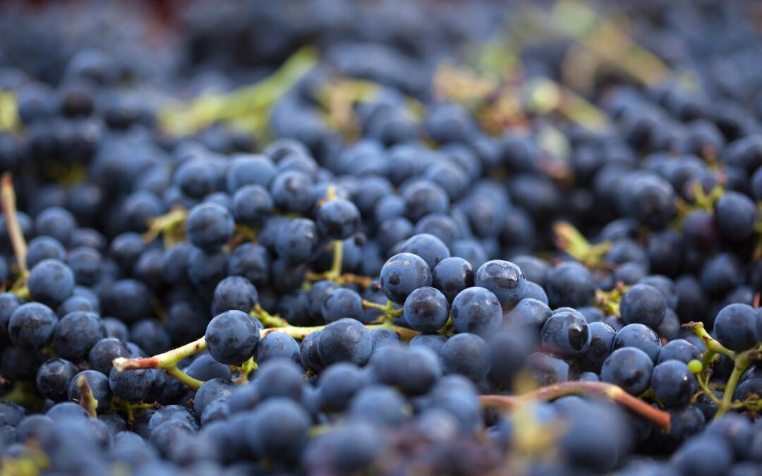 The Wine Manifesto