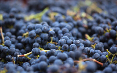 The Wine Manifesto