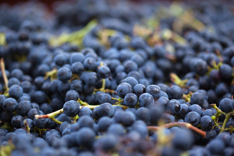 Wine Manifesto