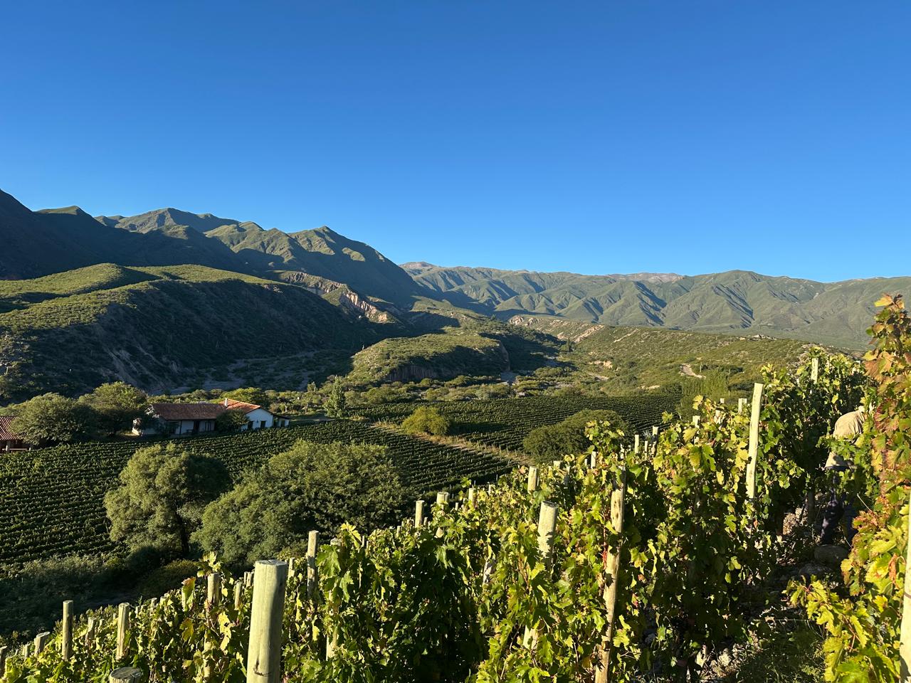 arcayacoWinery