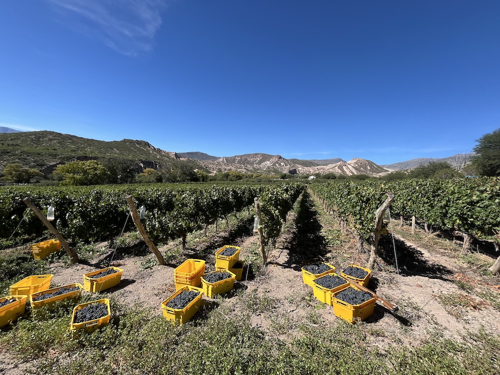 Finca Gualfín — Calchaquí Valleys, Argentina