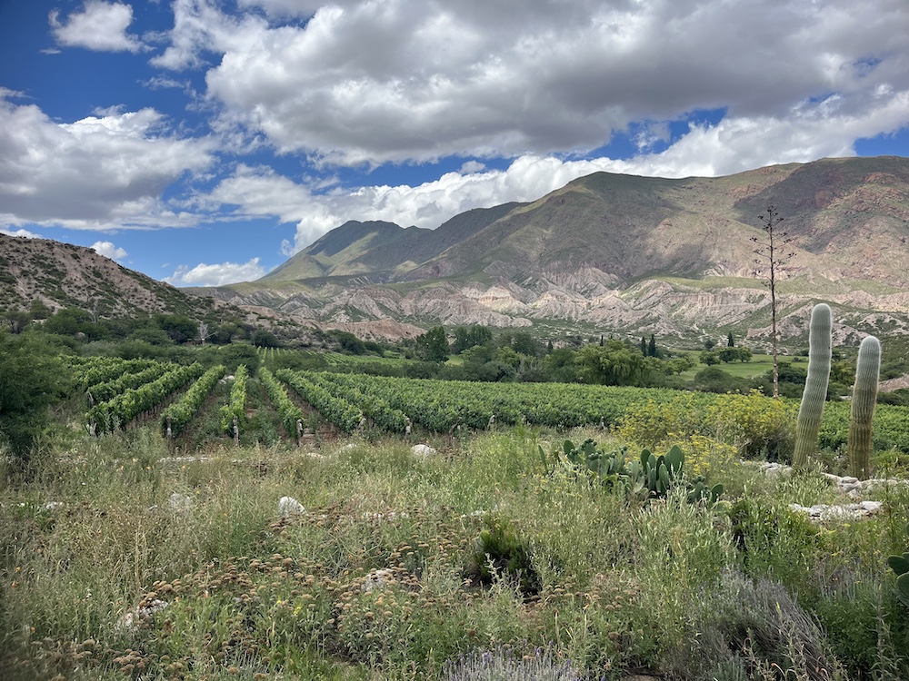 Finca Gualfín — Calchaquí Valleys, Argentina