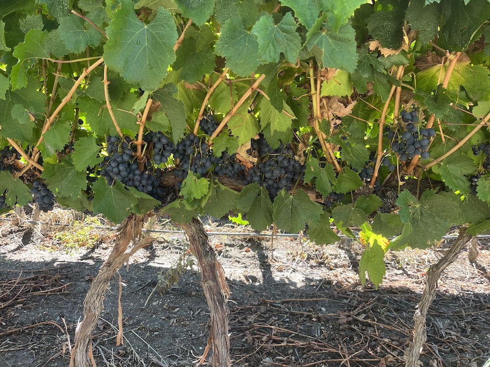 Finca Gualfín — Calchaquí Valleys, Argentina