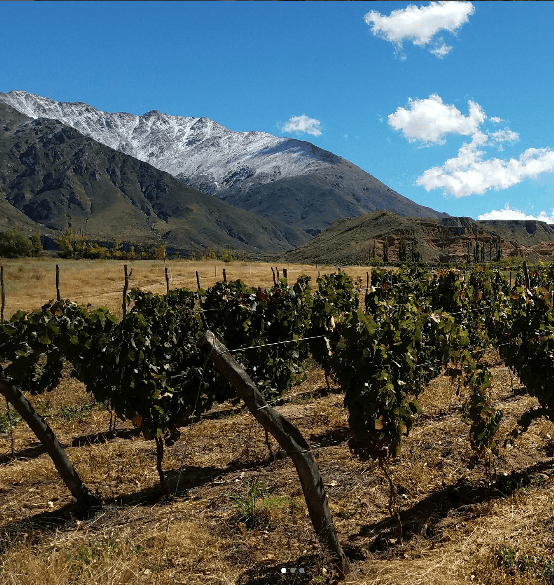 A high-altitude vineyard beneath snow-capped peaks in the Calchaquí Valleys.