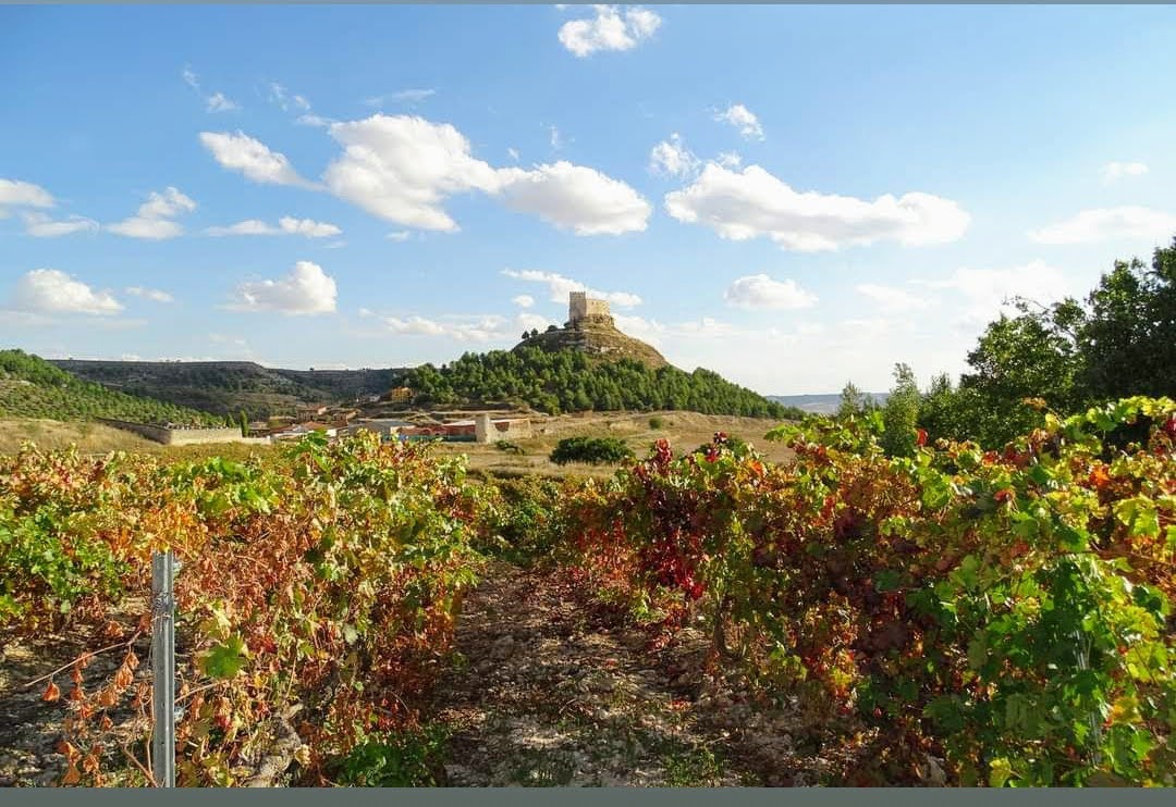 Bodegas 41 Norte vineyard with castle hill, Ribera del Duero