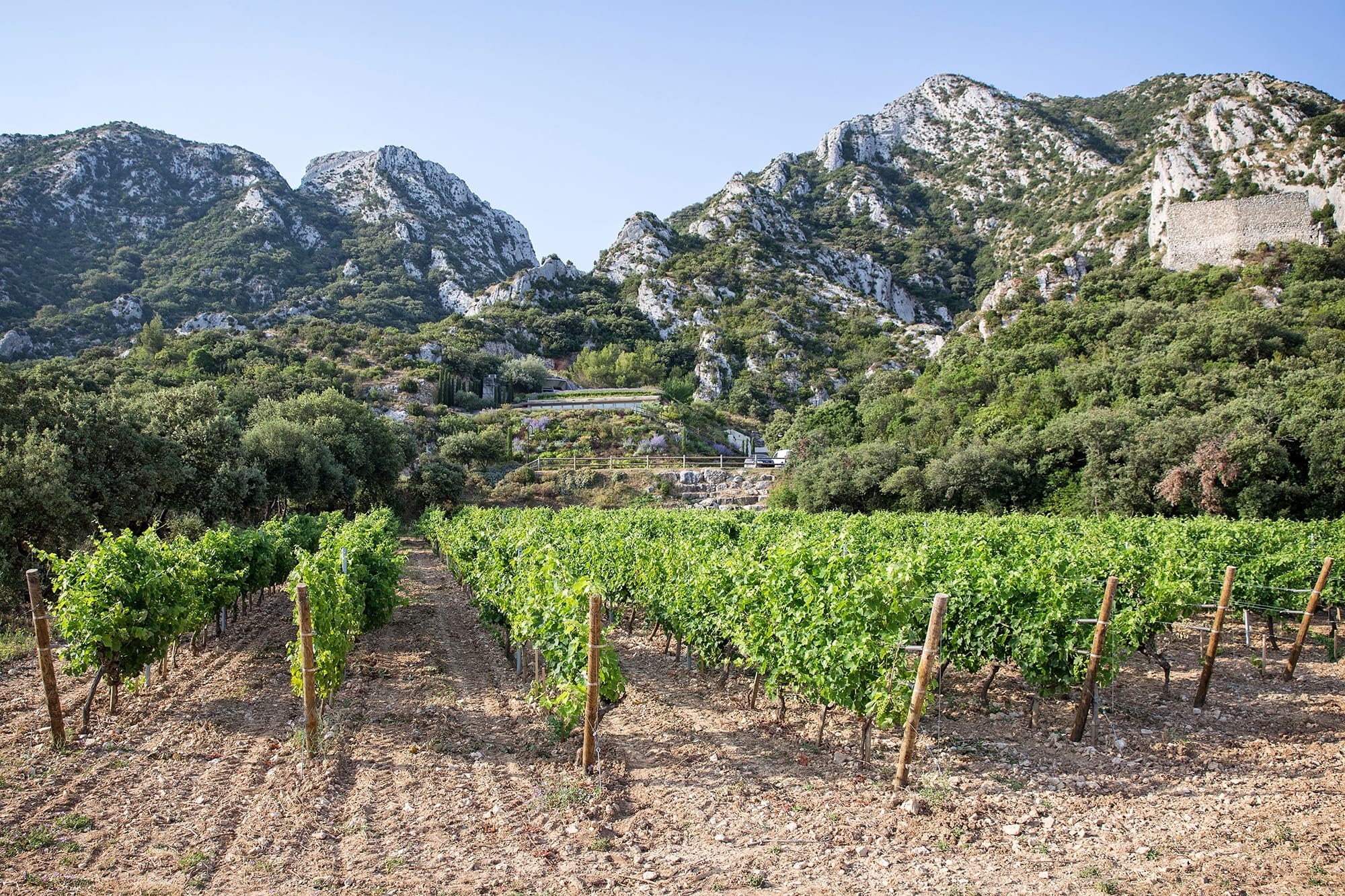 Château Romanin vineyard beneath the Alpilles, Les Baux-de-Provence