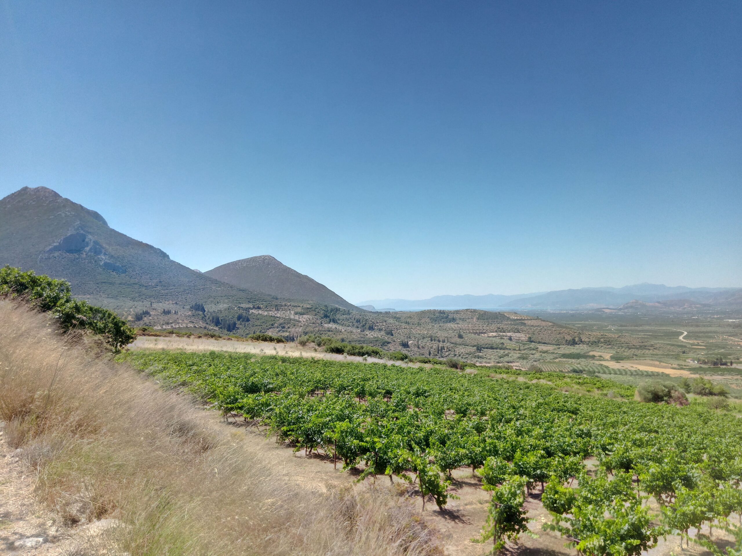 Giannikos Winery vineyard near Mycenae, Greece
