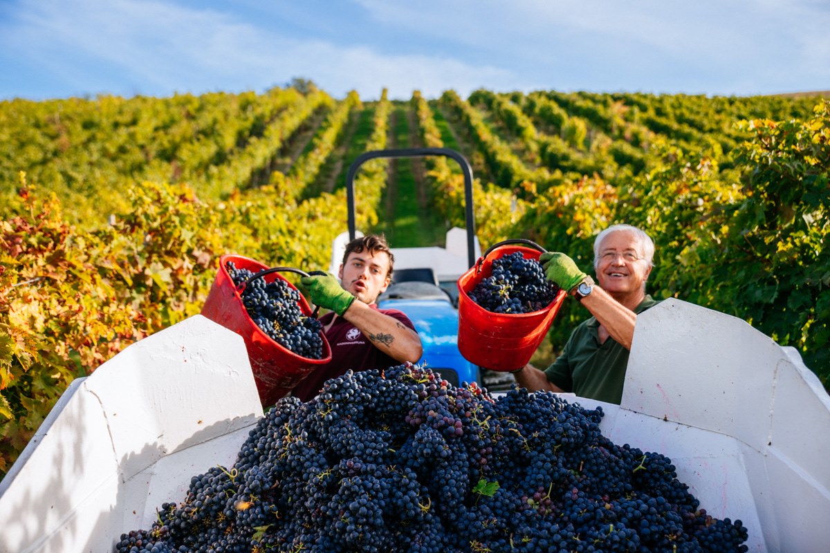 Family hand-harvesting grapes at the Madonna Brunna vineyard