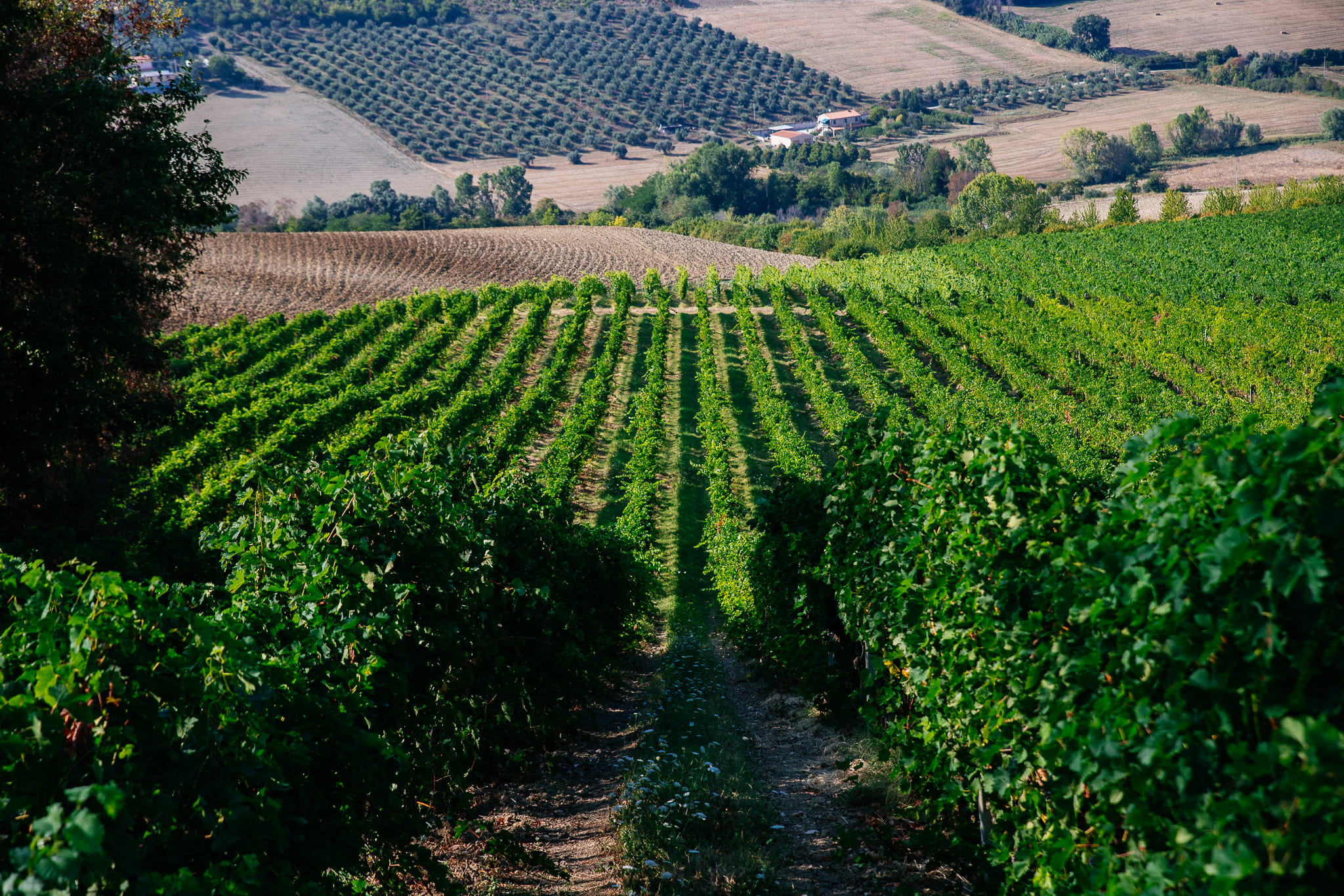 Madonna Brunna vineyard rows