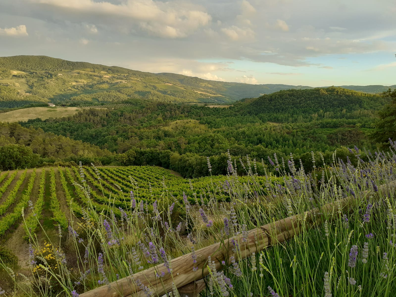 Fattoria di Monticello vineyard at golden hour
