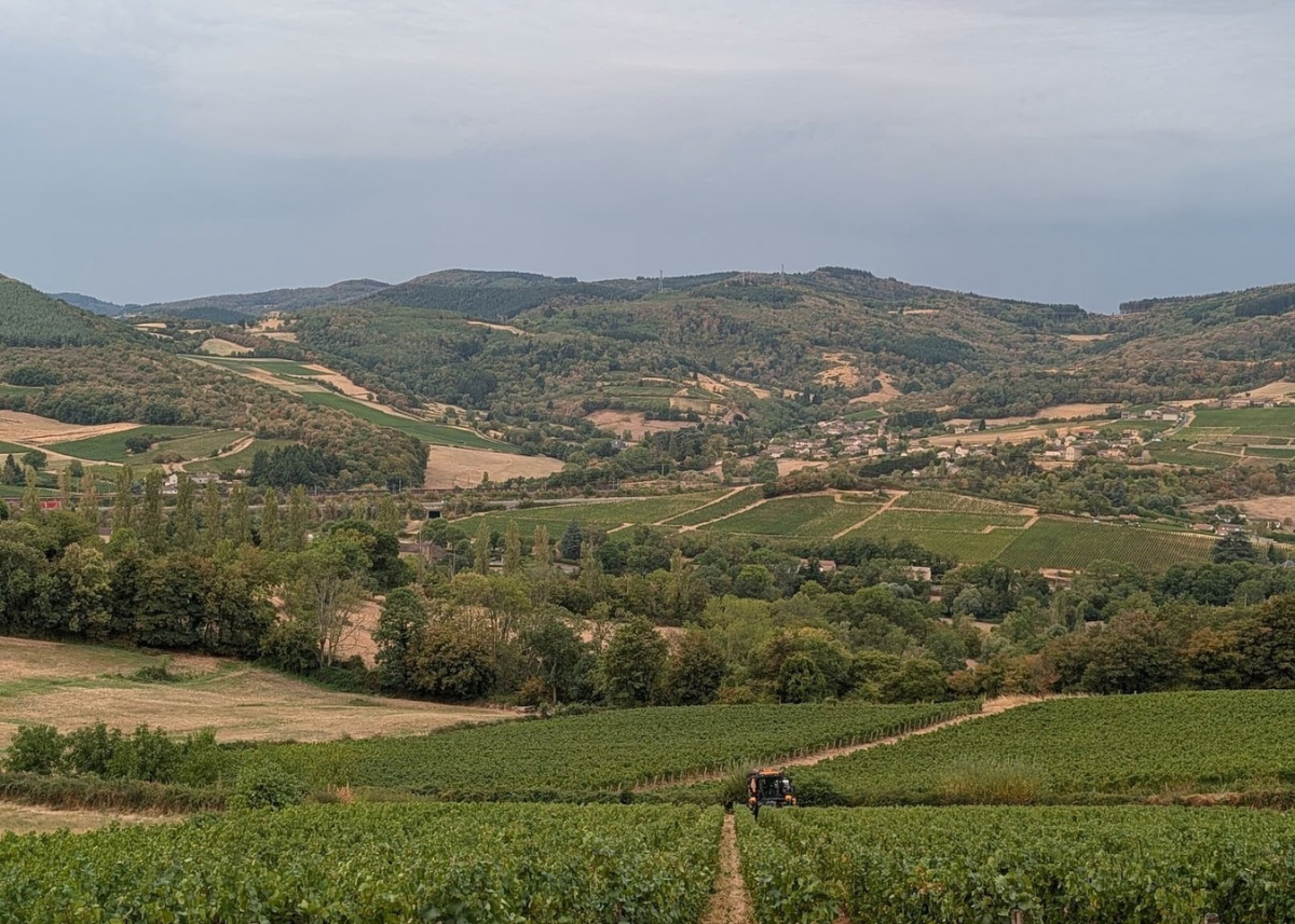 On the Edge of Burgundy