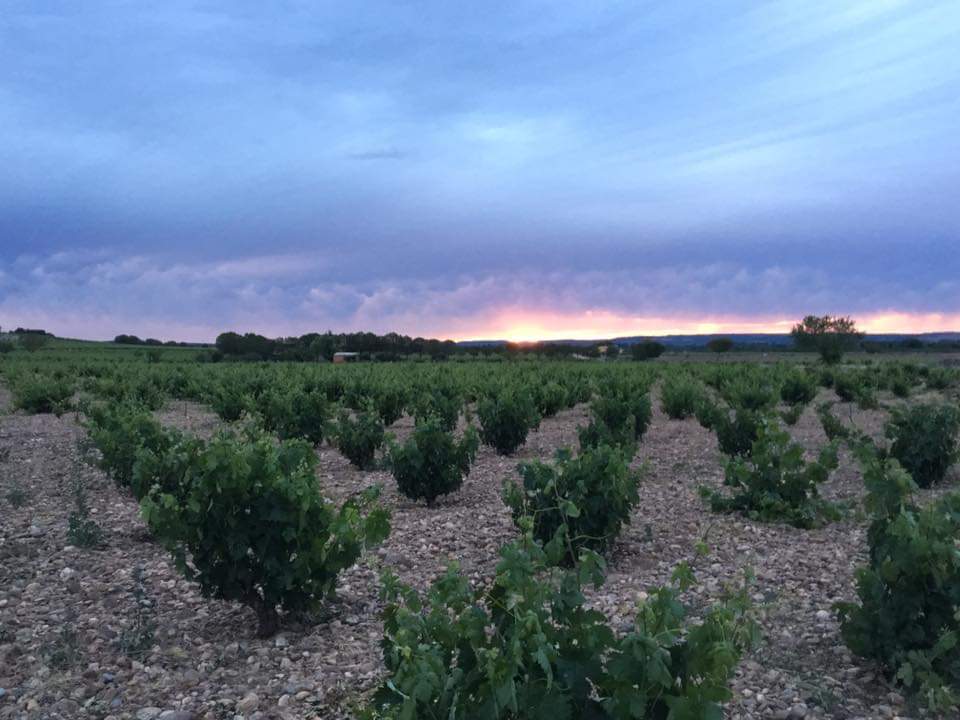 Old vines at Dominio del Bendito, Toro