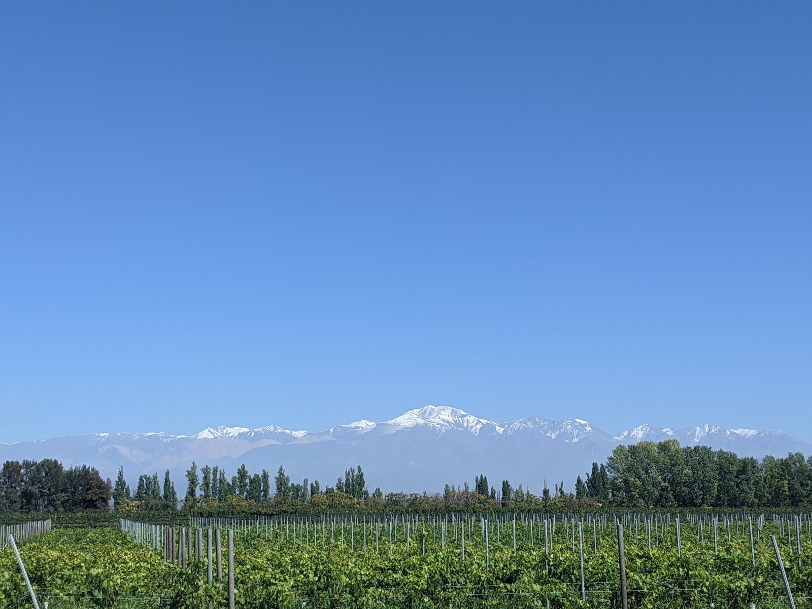 A Mendoza vineyard in leaf beneath the snow-covered Andes.
