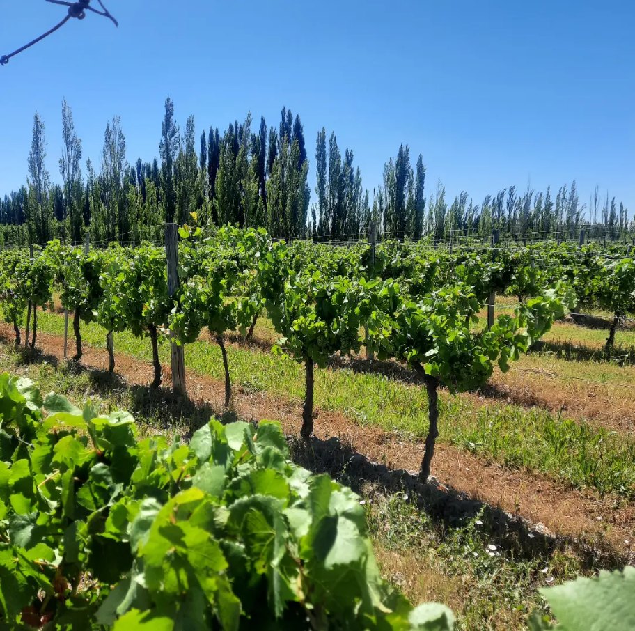 Vine rows behind a line of poplars under a clear Patagonian sky.
