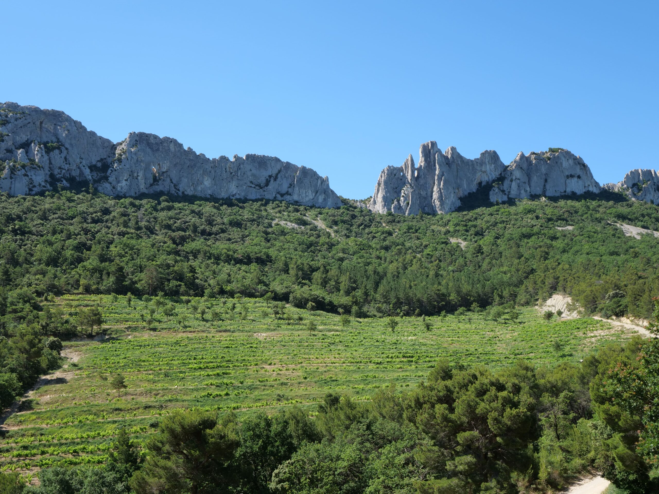 Vineyards in the Southern Rhône, France