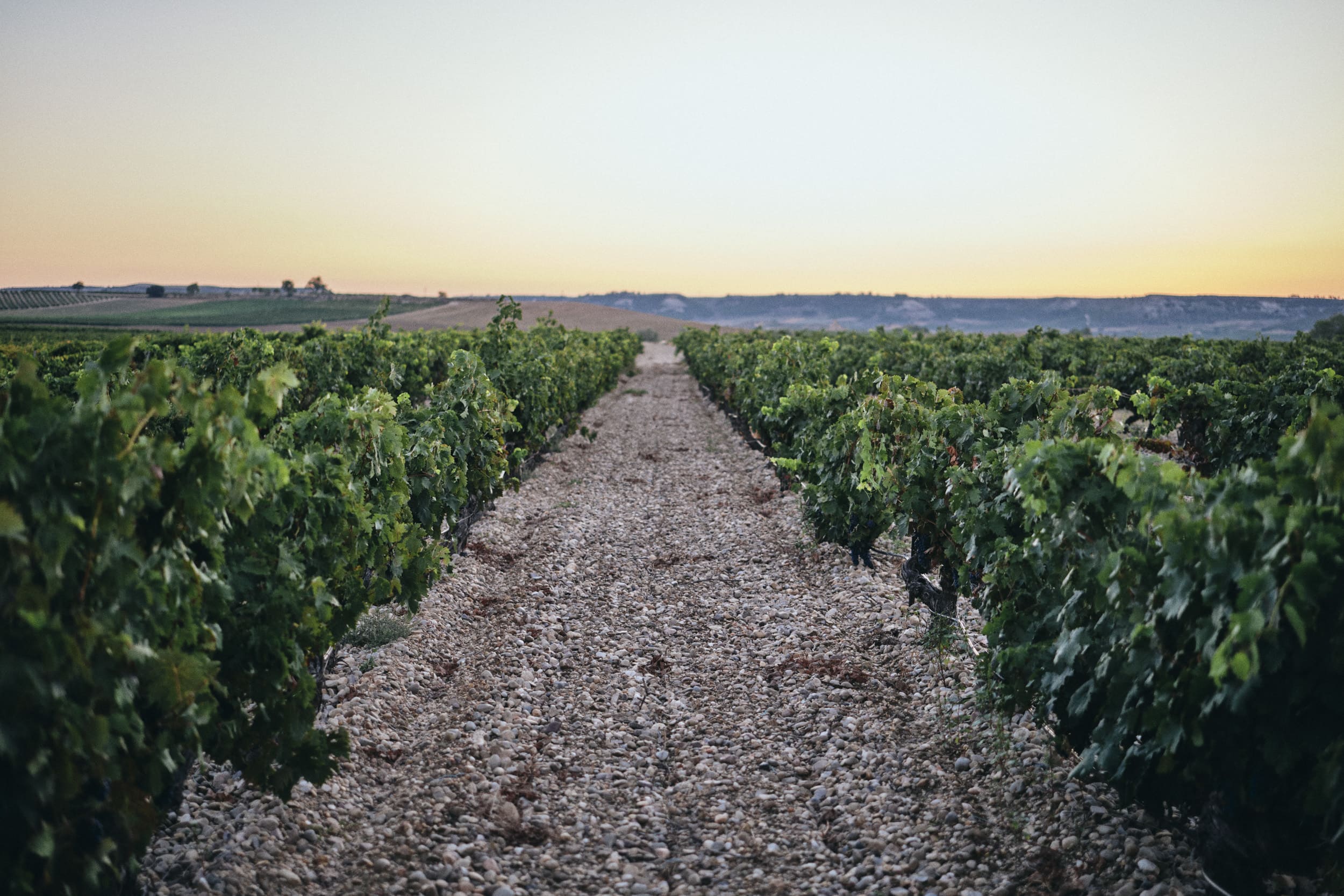 Old-vine Tempranillo in Toro, Castilla y León, Spain