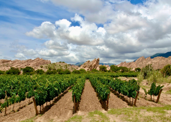 The Vineyard Keeps a Diary