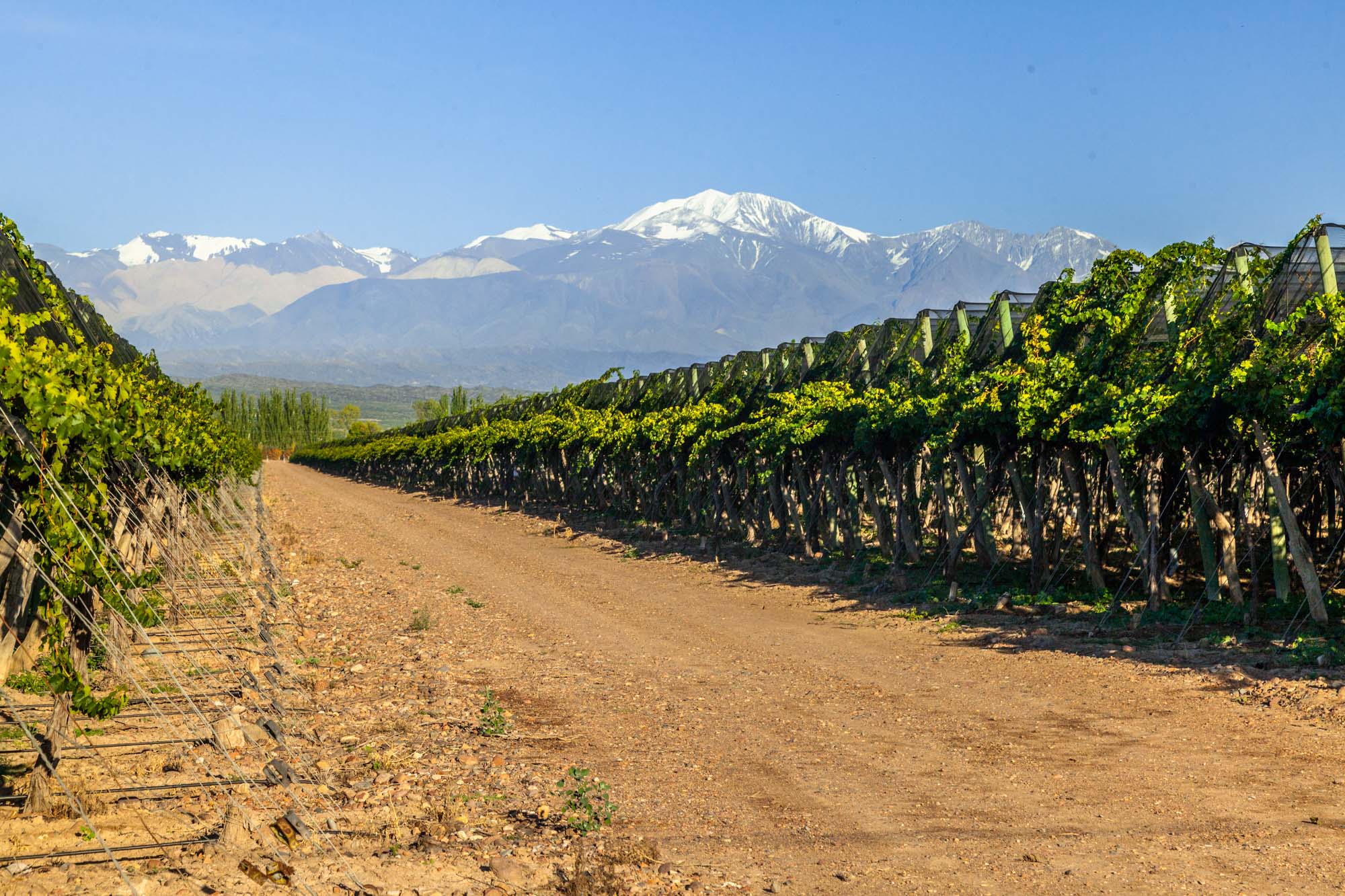 Casarena single vineyard, Agrelo, Mendoza
